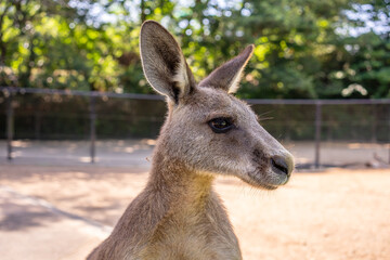 右向きのカンガルーの顔 © youkoba
