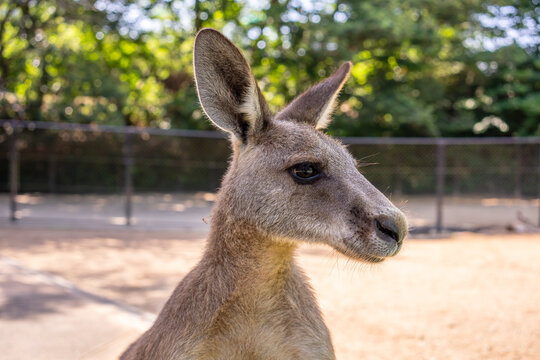 右向きのカンガルーの顔