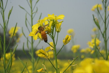 Fototapeta premium Bangladesh is a land of extraordinary beauty and the fields are full of yellow mustard flowers