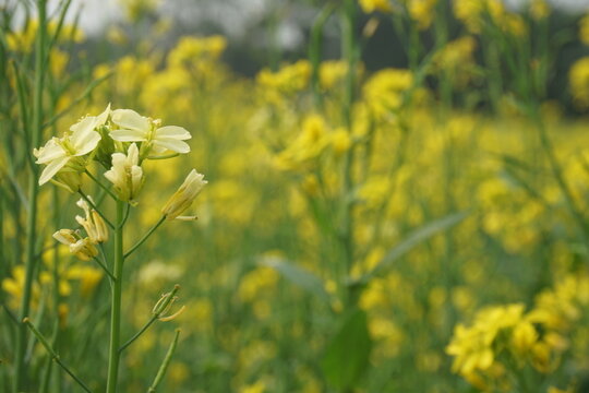 Bangladesh is a land of extraordinary beauty and the fields are full of yellow mustard flowers