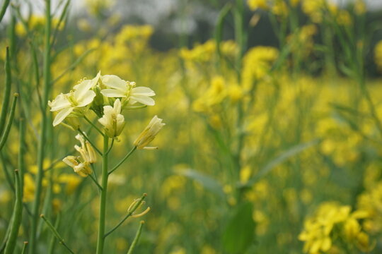 Bangladesh is a land of extraordinary beauty and the fields are full of yellow mustard flowers