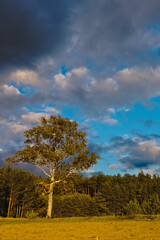 Obraz premium tree in the field