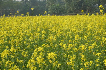 Bangladesh is a land of extraordinary beauty and the fields are full of yellow mustard flowers