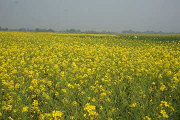 Fototapeta premium Bangladesh is a land of extraordinary beauty and the fields are full of yellow mustard flowers