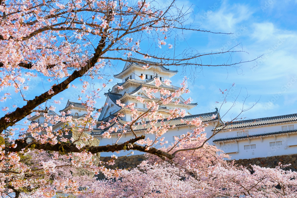 Poster scenic full bloom cherry blossom at himeji castle in hyogo, japan