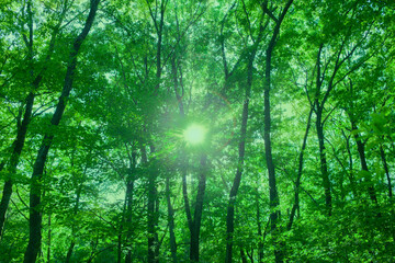 Fototapeta na wymiar Forest Sunlight