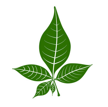 Belpatra with five leaf 