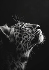 Elegant Leopard in Black and White, Artistic Side View Portrait