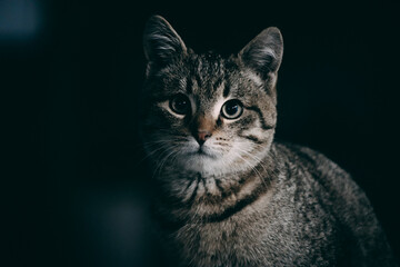 A gray cat with bright green eyes looking at the camera on a dark night background and a striped...