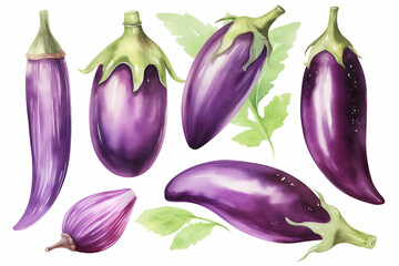 watercolor eggplants isolated on white background