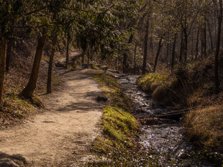 Obraz premium paisaje de un bosque en invierno