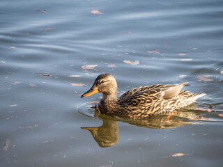 bonito pato marron de lado y cerca