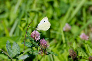 Large white butterfly (Pieris brassicae) perched on pink flower in Zurich, Switzerland