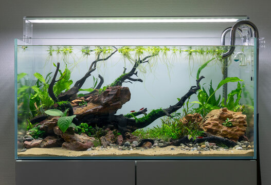 filled up planted dragon stone and wood aquascape aquarium tank with 3 cherry shrimp