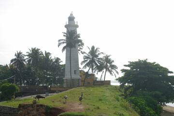 a lighthouse at Galle with wild peacocks