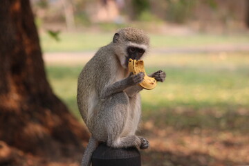Monkey eating a taste banana