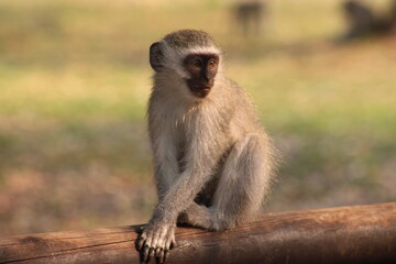 A monkey resting