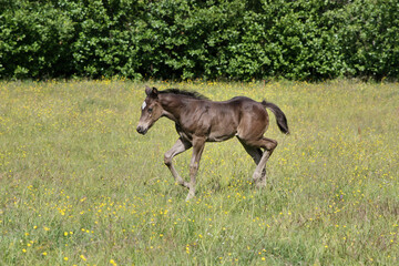 Beautiful Quarter Horse foal on a sunny day in a meadow in Skaraborg Sweden