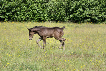 Fototapeta premium Beautiful Quarter Horse foal on a sunny day in a meadow in Skaraborg Sweden