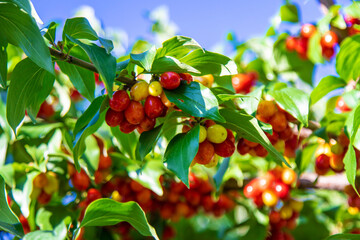 harvest of dogwood berries on the tree. Selective focus.