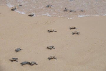babies of sea turtles to the ocean