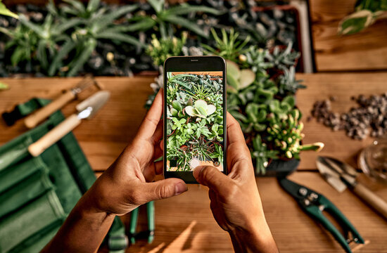 Gadgets for running business. Top view of female hands holding smartphone with photo of green domestic flowers on screen. African florist taking picture of store assortment for selling online.