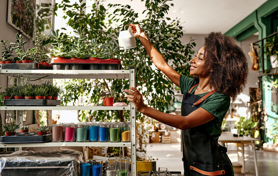 Devotion to hobby and work. Positive young woman in black apron watering plants in flower shop. African american store worker adding micro elements to soil for good growing.