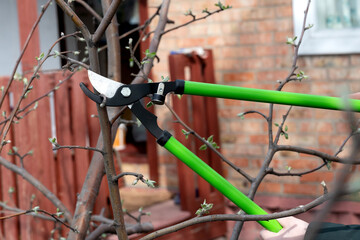 Final garden work of autumn. Farmer hand prunes and cuts branches of a tree in the garden with pruning shears or secateurs in autumn. Man pruning tree with clippers. Autumn cut tree close up.