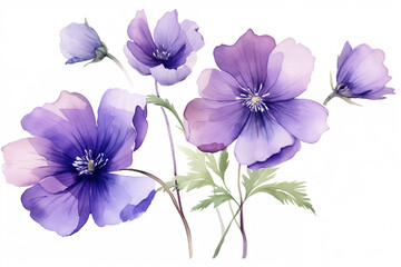 watercolor violet flowers isolated on white