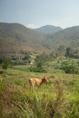 A cow grazing in a peaceful rural landscape with rolling hills in the background.