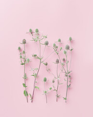 Botanical pattern from natural wild flowers, minimal style, green prickly plants on pastel pink background. The sea holly or eryngo aesthetic still life nature flat lay, top view composition