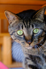 ブラウンタビーの猫の顔の表情