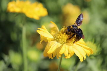 bee on yellow flower