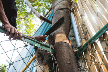A man uses a bolo to chop the trunk of a tree at the border of property. Tree cutting with legal...