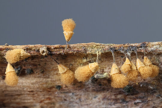 Push pin slime mold, Hemitrichia calyculata
