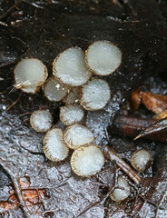 Trichophaeopsis bicuspis, tiny hairy cup fungus growing on aspen leaves in Finland, no common English name