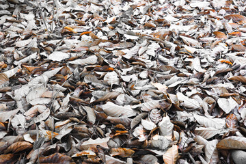 Brown leaves covered with frost. Autumn Sunny frosty day. Autumn concept.