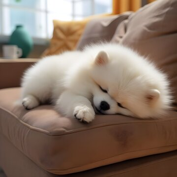 Pomeranian dog is sleeping in a foza chair at home.