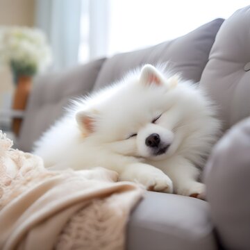 Pomeranian dog is sleeping in a foza chair at home.