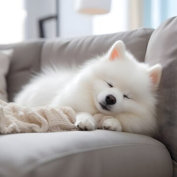 Pomeranian dog is sleeping in a foza chair at home.