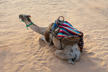 Back view on Camel sitting on sand in Sahara Desert, Tunisia. 