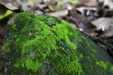 Lush green moss growing on a stone.