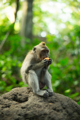 Naklejka na ściany i meble A monkey enjoying a snack in its natural habitat
