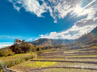 The field against blue sky at lake toba.