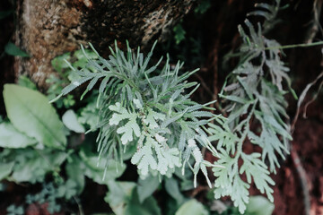 fresh green fern leaves