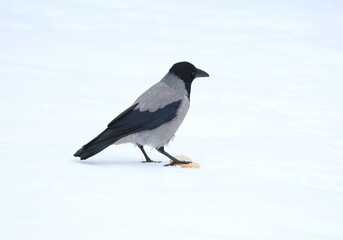 A crow stands in the snow with one paw stepping on a piece of white bread