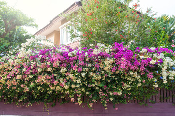 Beautiful blossom bougainvillea or paper flower blooming at fence in spring.