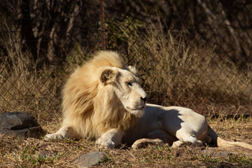 Beautiful big white African lion. The best shot of real lion.