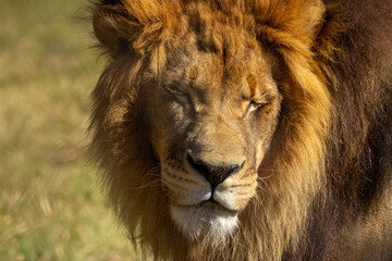 Lion closed his eyes from the sun. The best shot of real lion.