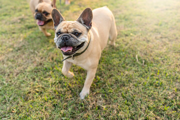 Active French bulldog running at grass field on summer.